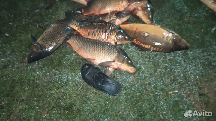 Платная рыбалка