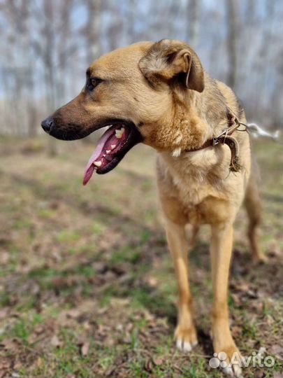 Не нужный пёс ищет дом