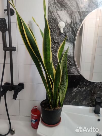 Сансевиерия