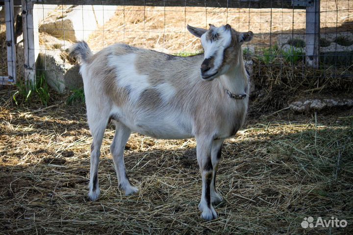 Камерунские, ламанча