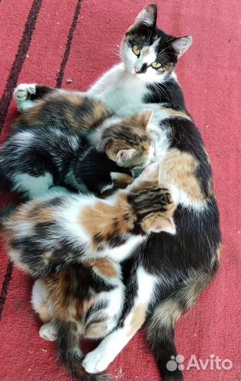 Котята в добрые руки