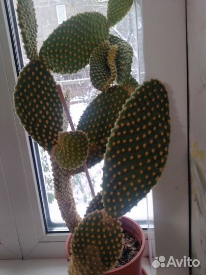 Кактус опунция