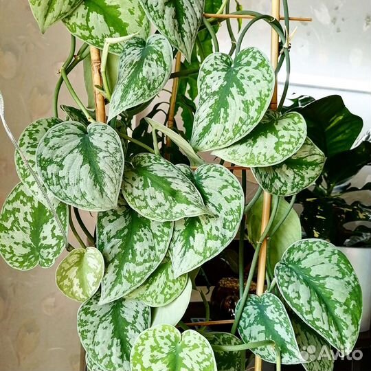 Сциндапсусы сортовые