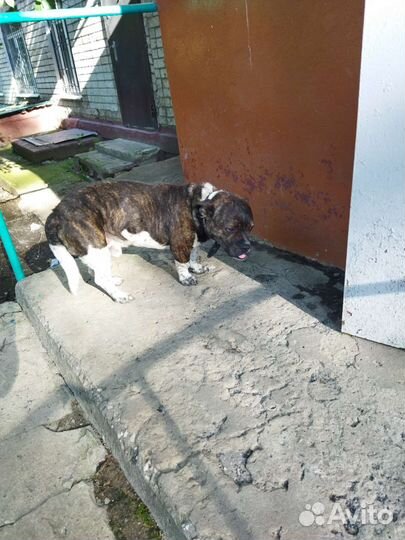 Найдена собака