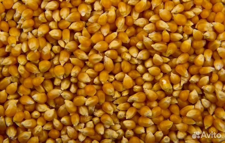 Гречиха, Ячмень озимый на корм