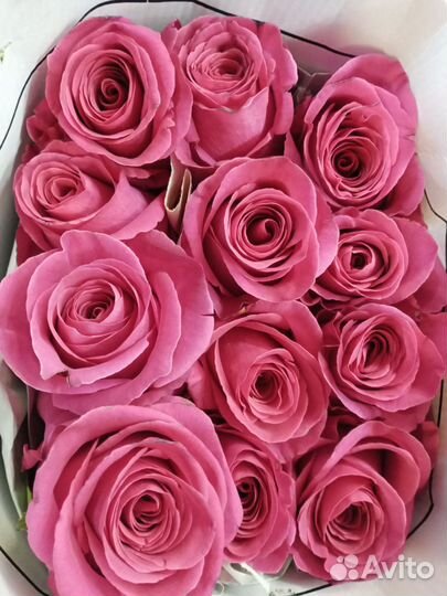 Розы эквадор