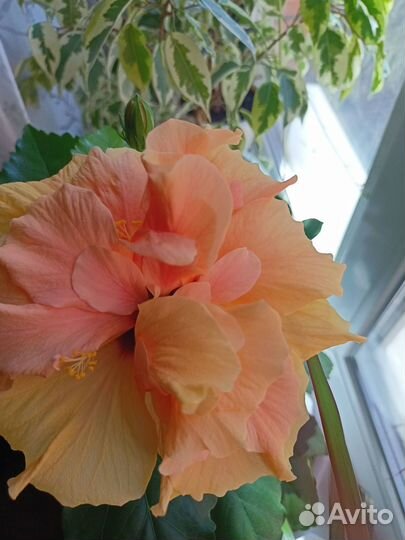 Гибискус китайская роза персиковая