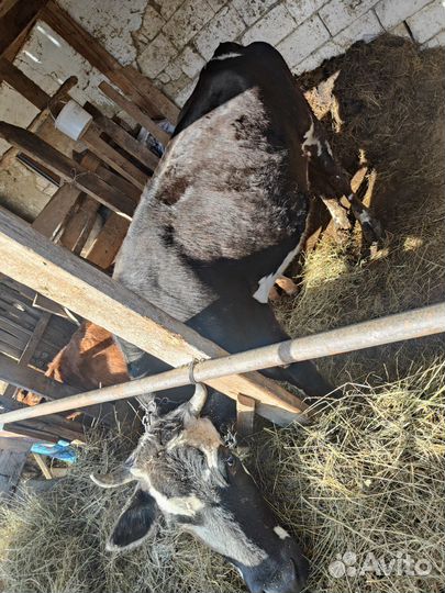 Корова дойная с телёнком