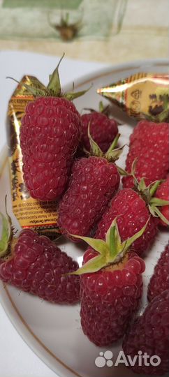 Саженцы ремонтантной малины