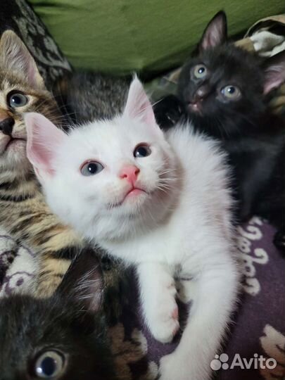 Котята в добрые руки