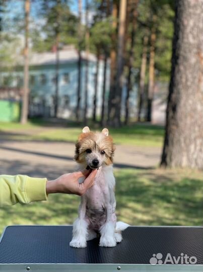 Щенок китайской хохлатой