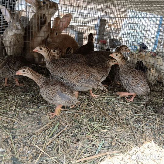 Цыплята цесарки
