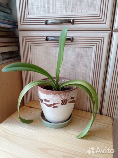 Лилия комнатная