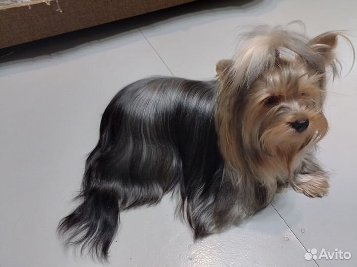 Йоркширский терьер щенки