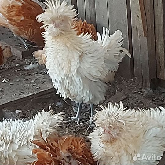 Петухи породы падуан