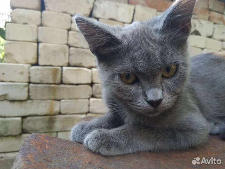 Кошечка 5 месяцев