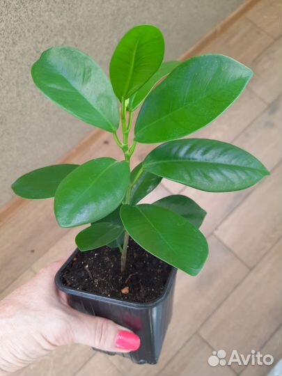Фикус эластика Робуста