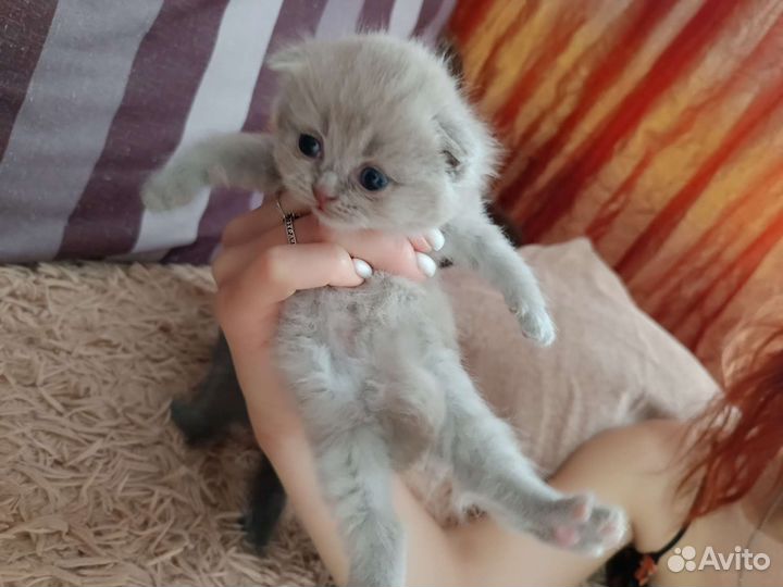 Шотландская кошка