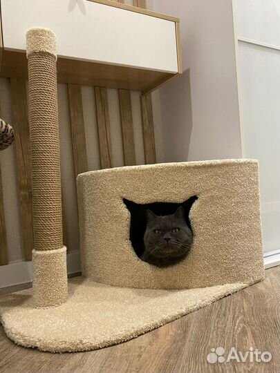 Игровые комплексы для кошек, домики, когтеточки