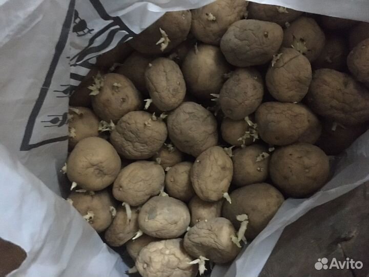 Семенной картофель