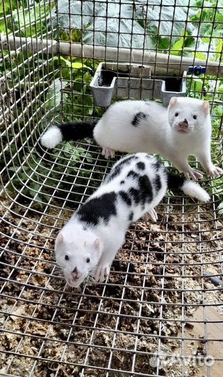 Щенки норки