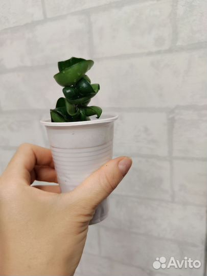 Продаю подрощенные хойи