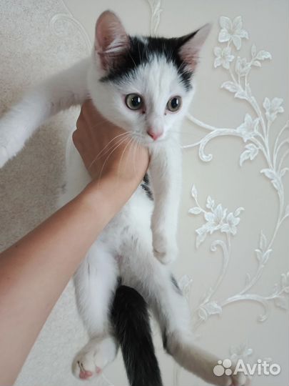 Ласковый кот ищет дом