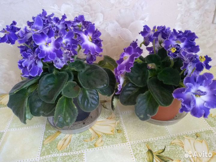 Сортовые фиалки