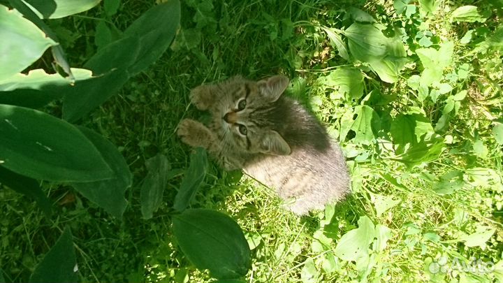 Котята макрель