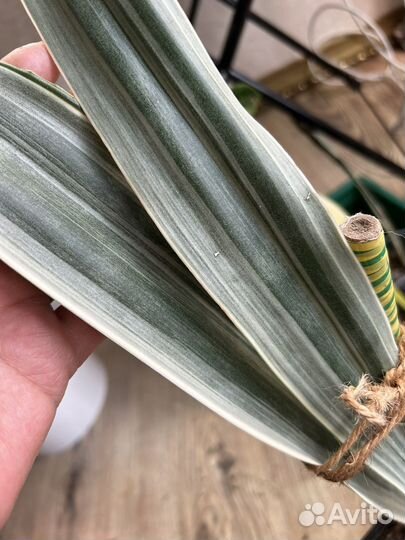 Сансинверия металлика