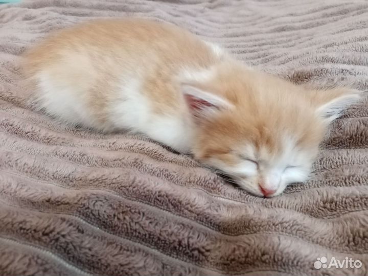 Котенок рыжий