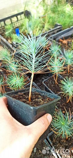 Сеянец Сосны