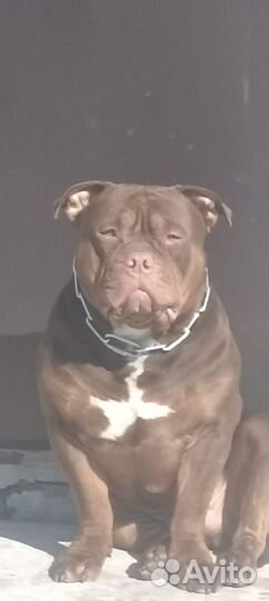 Американский булли вязка