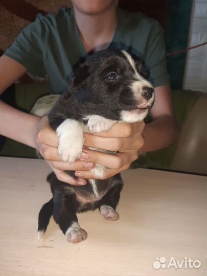 Отам в хорошие руки дворняжки