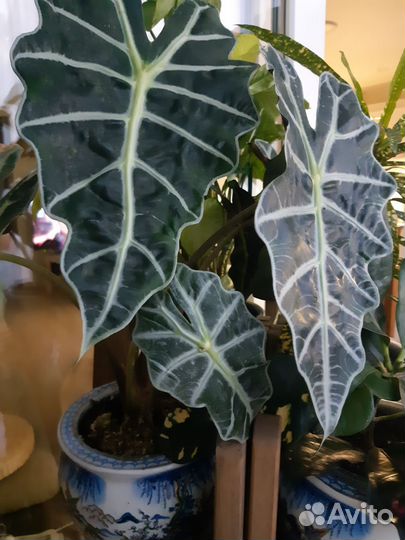 Алоказия Полли