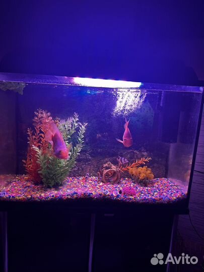 Аквариум с тумбой без рыб