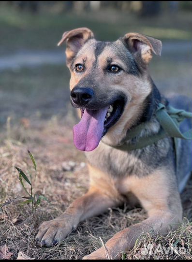 Собака расик