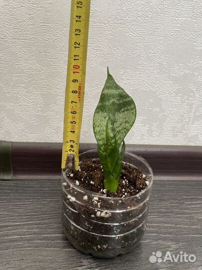 Сансиеверия