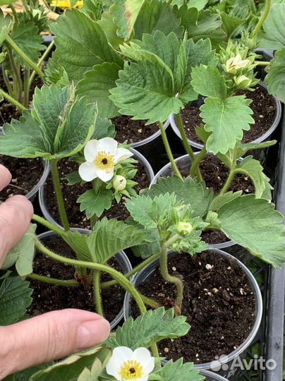 Саженцы клубники купчиха