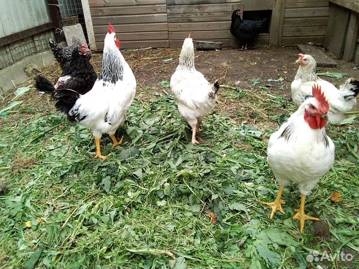 Петухи на племя Адлер и Ч/М Маран
