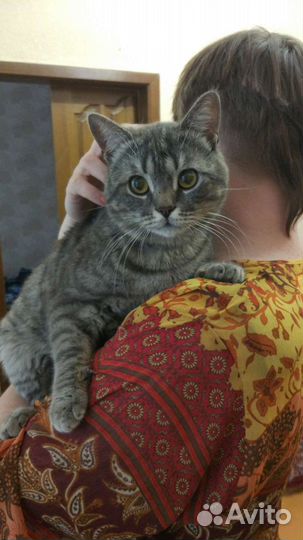 Кот помесь с британской