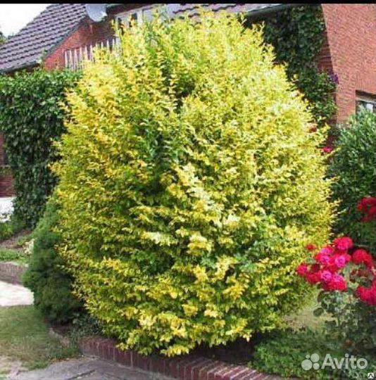 Бирючина золотистая