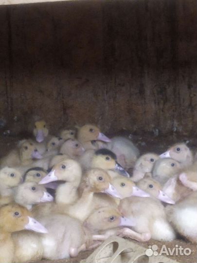 Утята Муларды