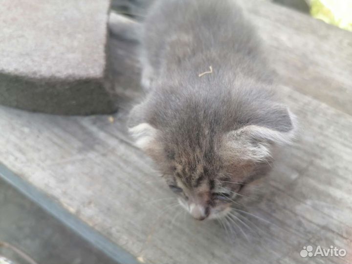 Котенок шотландский вислоухий