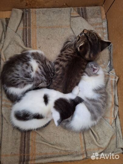 Вязка с шотландским котом