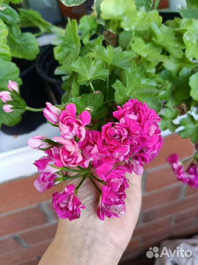 Герань пеларгония