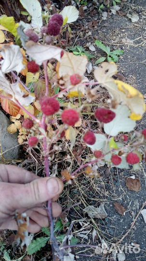 Малина Полана саженцы