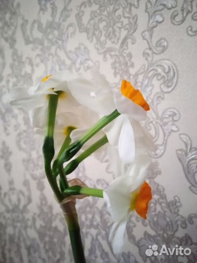 Растения для сада