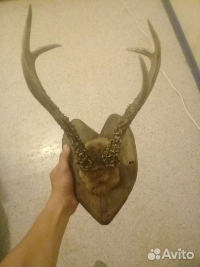 Рога косули