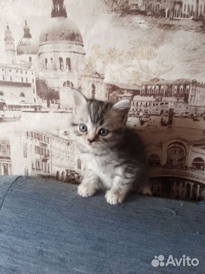 Котята